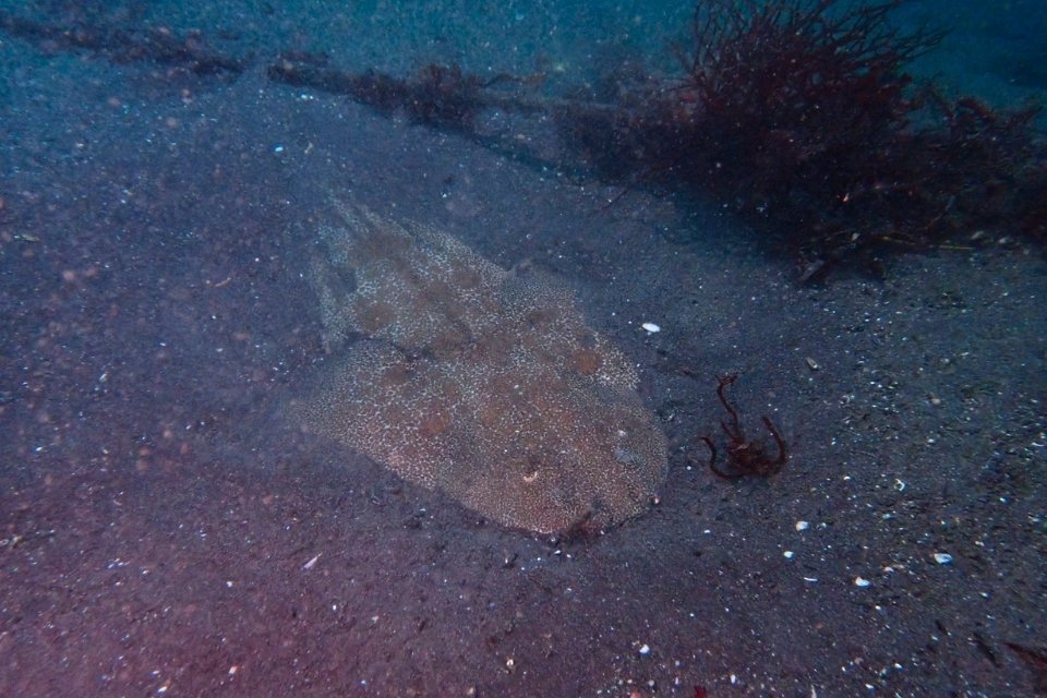 大瀬崎の砂地でじっとしているカスザメの水中写真