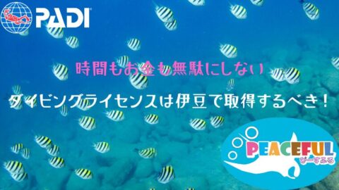 「失敗しない選択！ライセンス取得は伊豆で決まり」