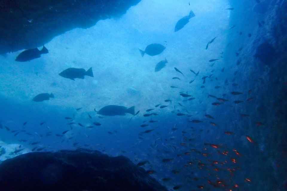 雲見の洞窟周辺を泳ぐ魚の群れ