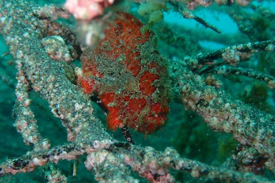大瀬崎湾内の岩場に隠れるベニカエルアンコウ