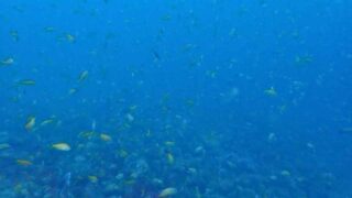 大瀬崎の岬の先端を泳ぐキンギョハナダイの群れ