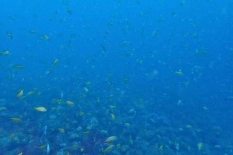 大瀬崎の岬の先端を泳ぐキンギョハナダイの群れ