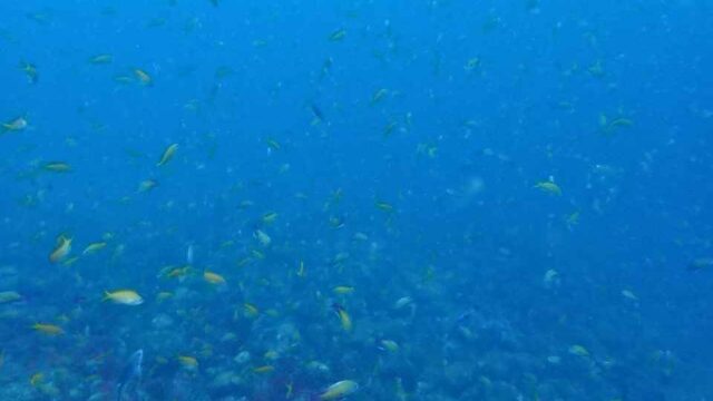 大瀬崎の岬の先端を泳ぐキンギョハナダイの群れ