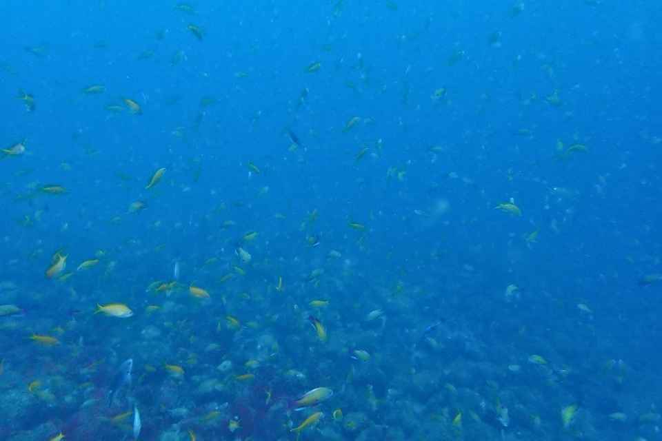 大瀬崎の岬の先端を泳ぐキンギョハナダイの群れ
