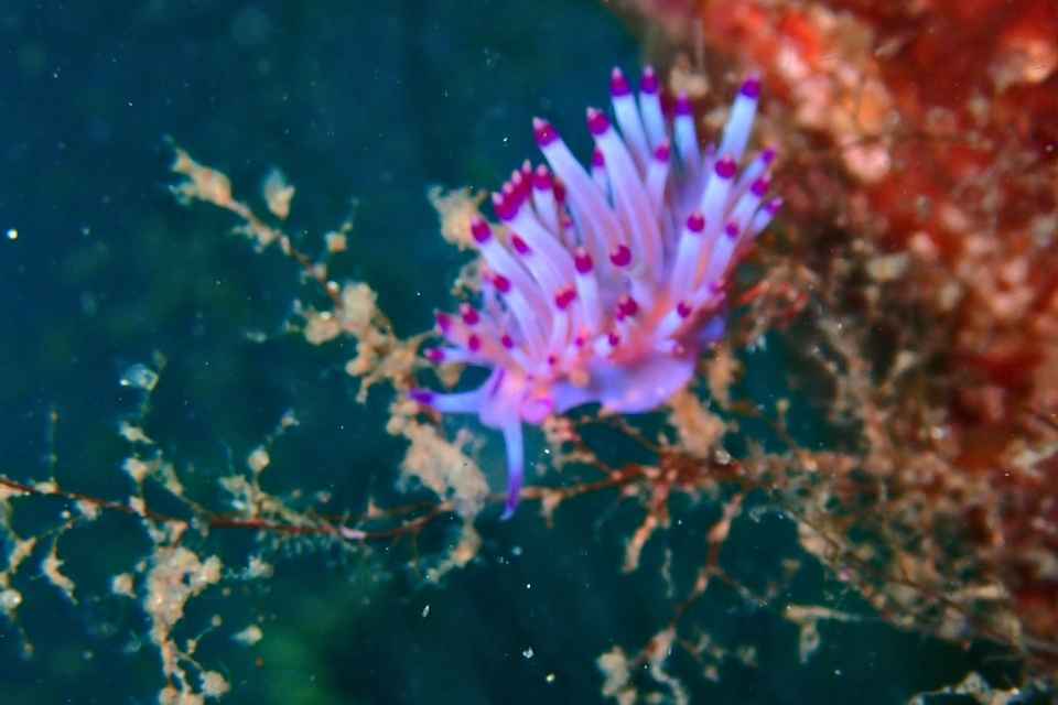 大瀬崎湾内で見つけたセスジミノウミウシ