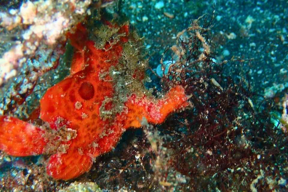 大瀬崎の海藻に隠れる紅色の大きなベニカエルアンコウ