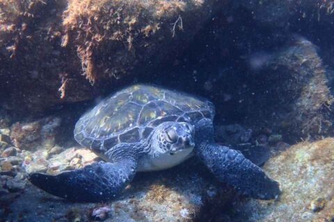 大瀬崎の岩陰で休むアオウミガメ