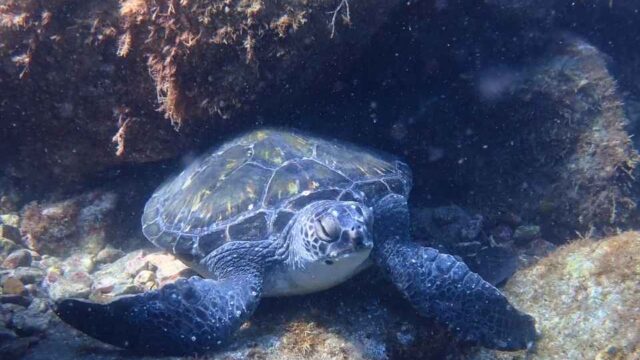 大瀬崎の岩陰で休むアオウミガメ