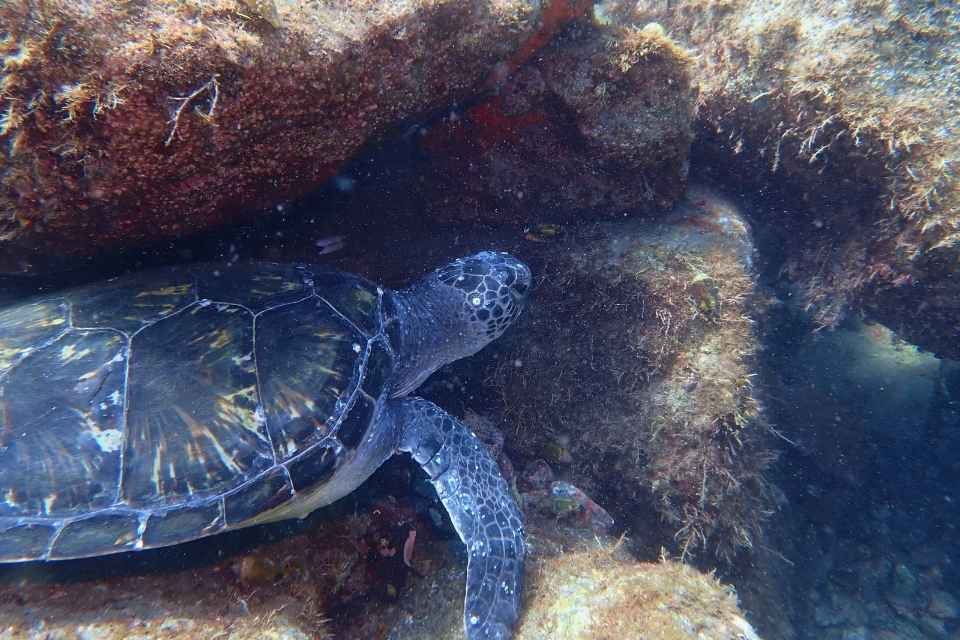大瀬崎の岩陰で休むアオウミガメを横から観察した様子