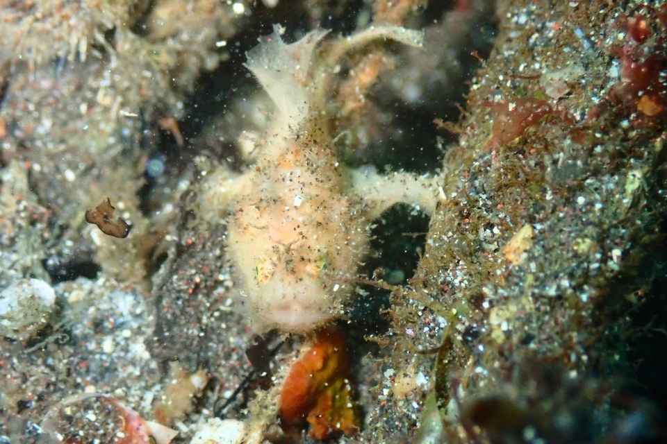 大瀬崎の岩場に擬態する体長約1.5cmの白いベニカエルアンコウ