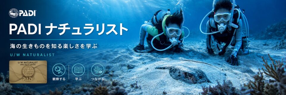 海の生きものを観察し学ぶPADIナチュラリストスペシャリティコースのイメージ画像