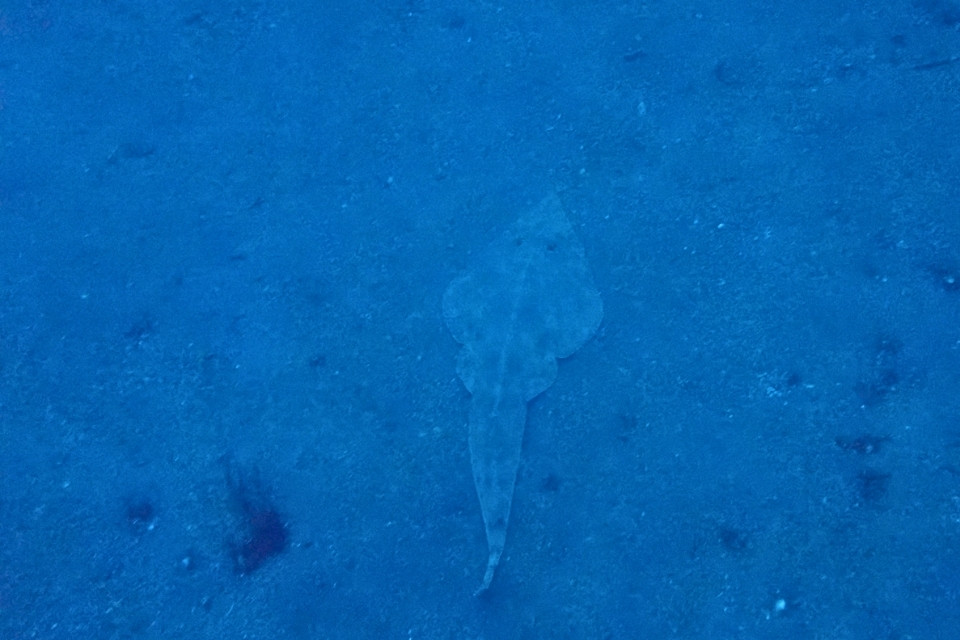 大瀬崎の砂地を泳ぐサカタザメの水中写真