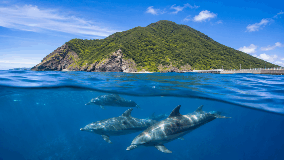 御蔵島の海と野生イルカのドルフィンスイムをイメージした風景