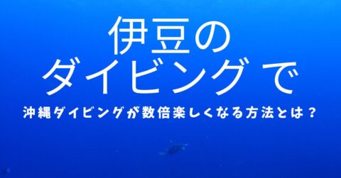 伊豆のダイビングで沖縄ダイビングがもっと楽しくなる方法を伝えるブログのアイキャッチ画像