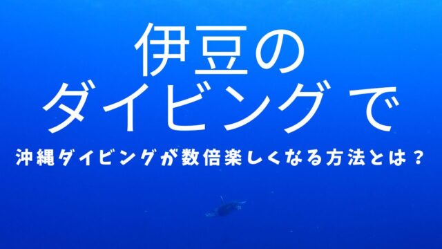伊豆のダイビングで沖縄ダイビングがもっと楽しくなる方法を伝えるブログのアイキャッチ画像