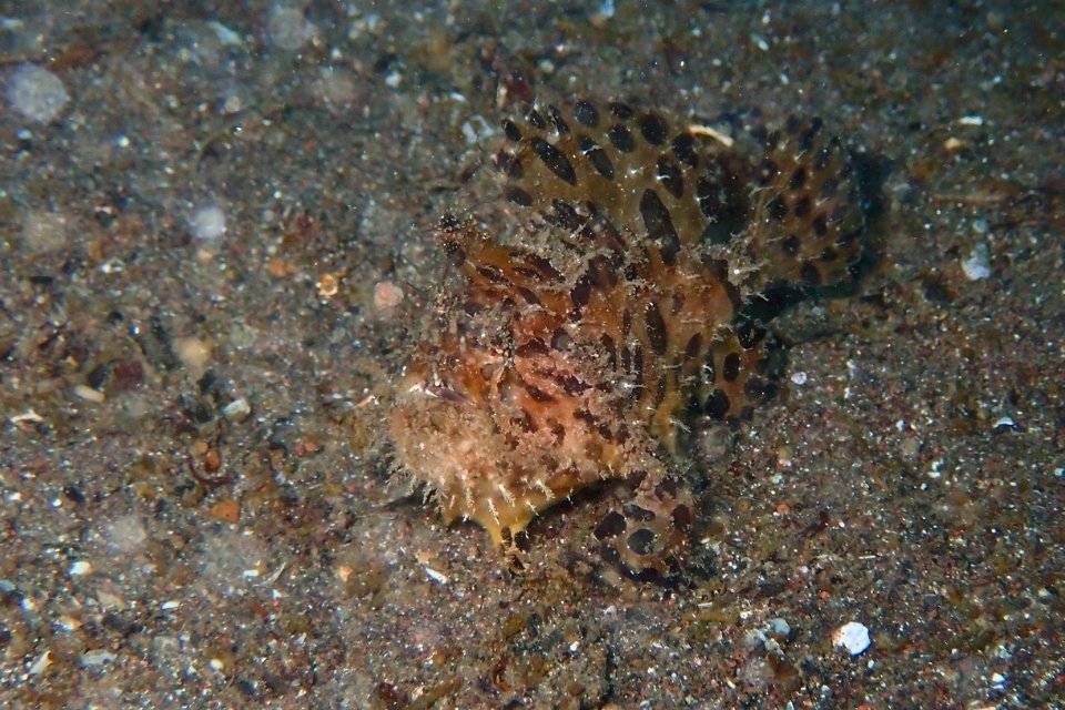 大瀬崎の砂地で見られた模様のあるオオモンカエルアンコウの水中写真