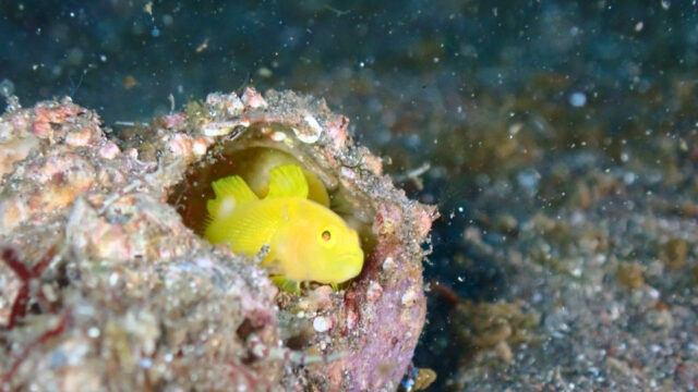 大瀬崎で貝殻の中から顔を出す黄色いミジンベニハゼの水中写真
