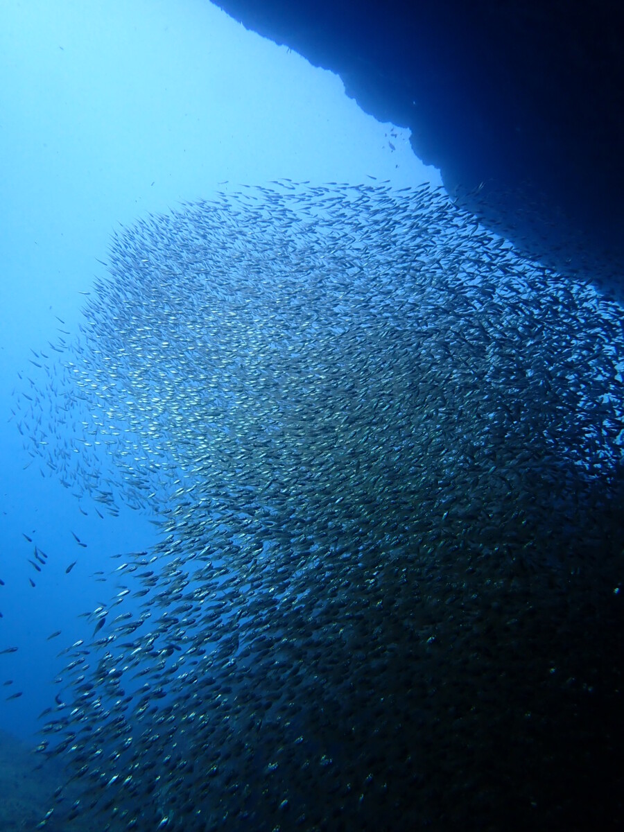 雲見の洞窟の出口付近で、大群が渦を巻くように広がり、青い光に照らされて輝く水中シーン