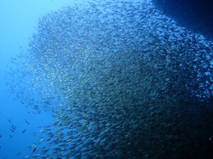 雲見の洞窟に差し込む青い光と、壁のように広がるキンメモドキの大群が渦を巻く水中シーン