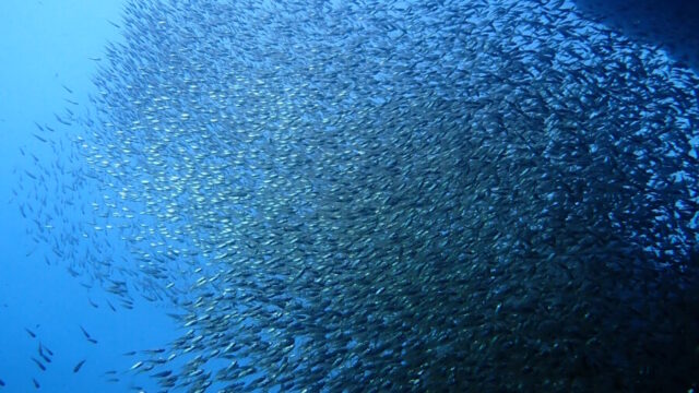 雲見の洞窟に差し込む青い光と、壁のように広がるキンメモドキの大群が渦を巻く水中シーン