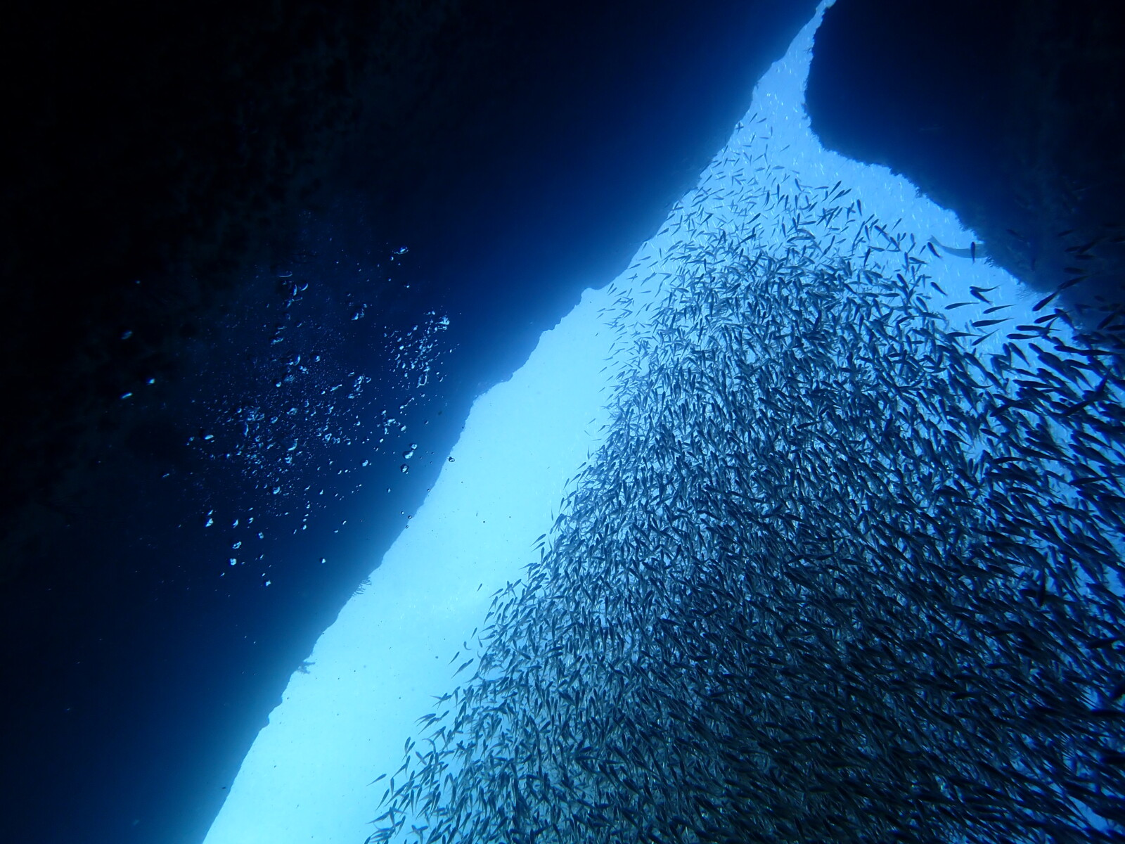 雲見のアーチを通り抜ける青い光に照らされ、無数のキンメモドキが流れるように群れを成す神秘的な水中シーン