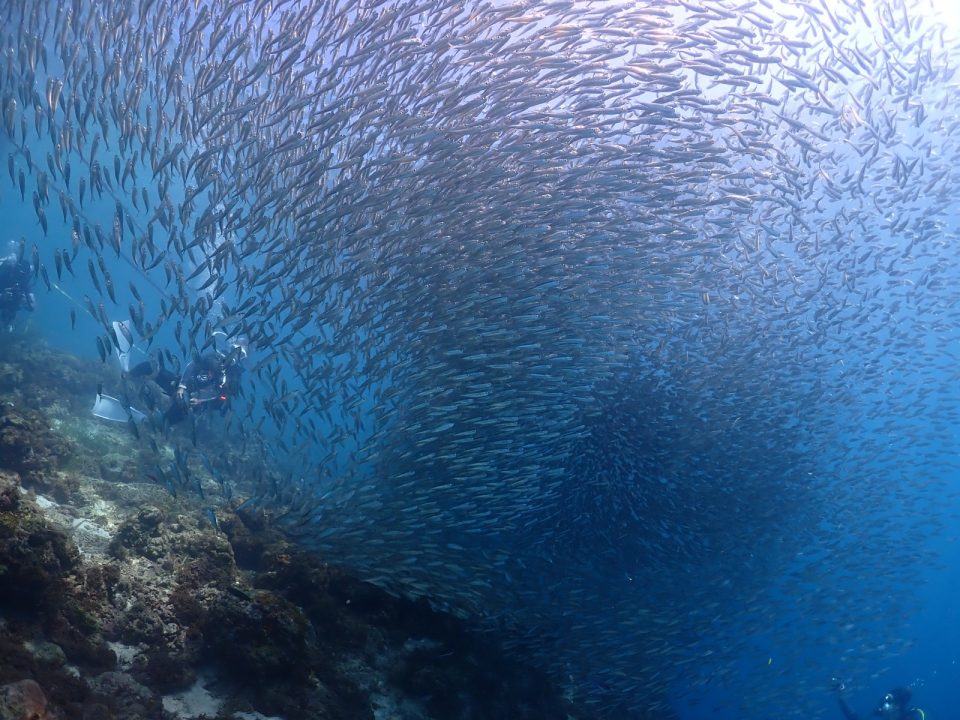 雲見ダイビングで見られる迫力ある魚の群れ