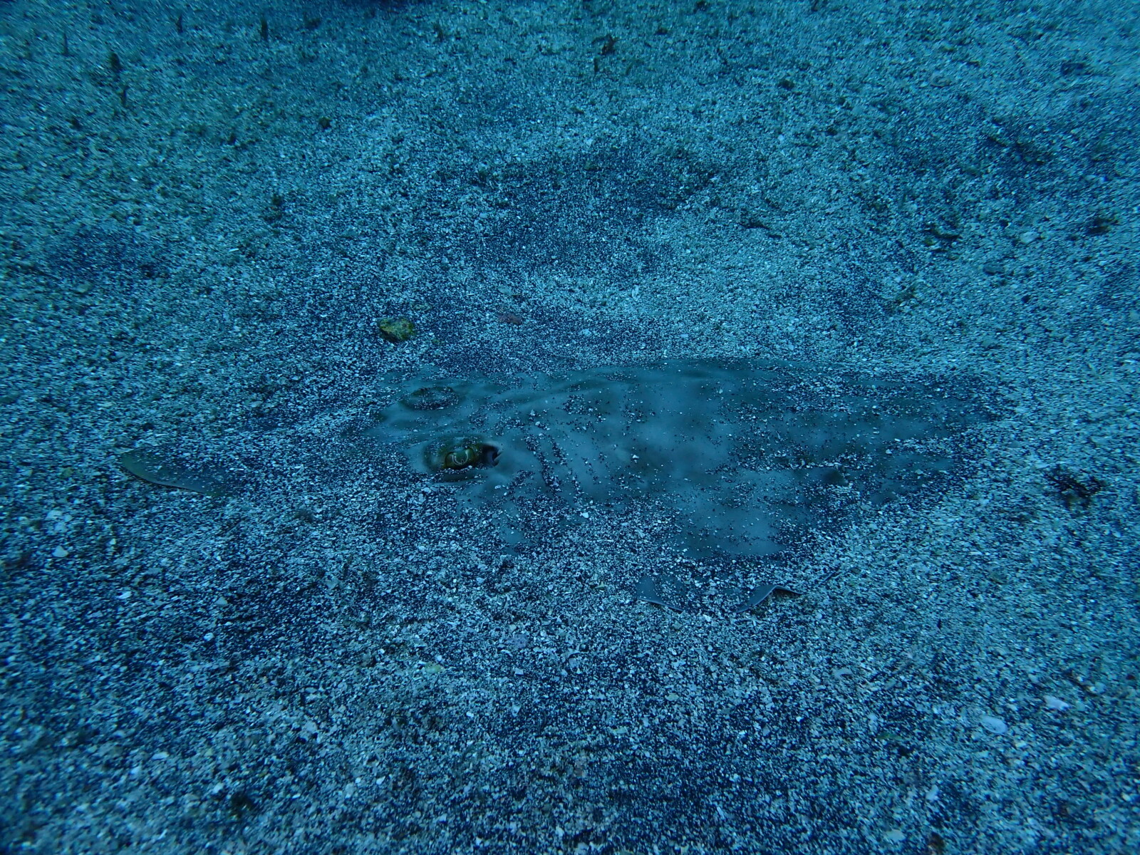 伊豆海洋公園　サカタザメ2
