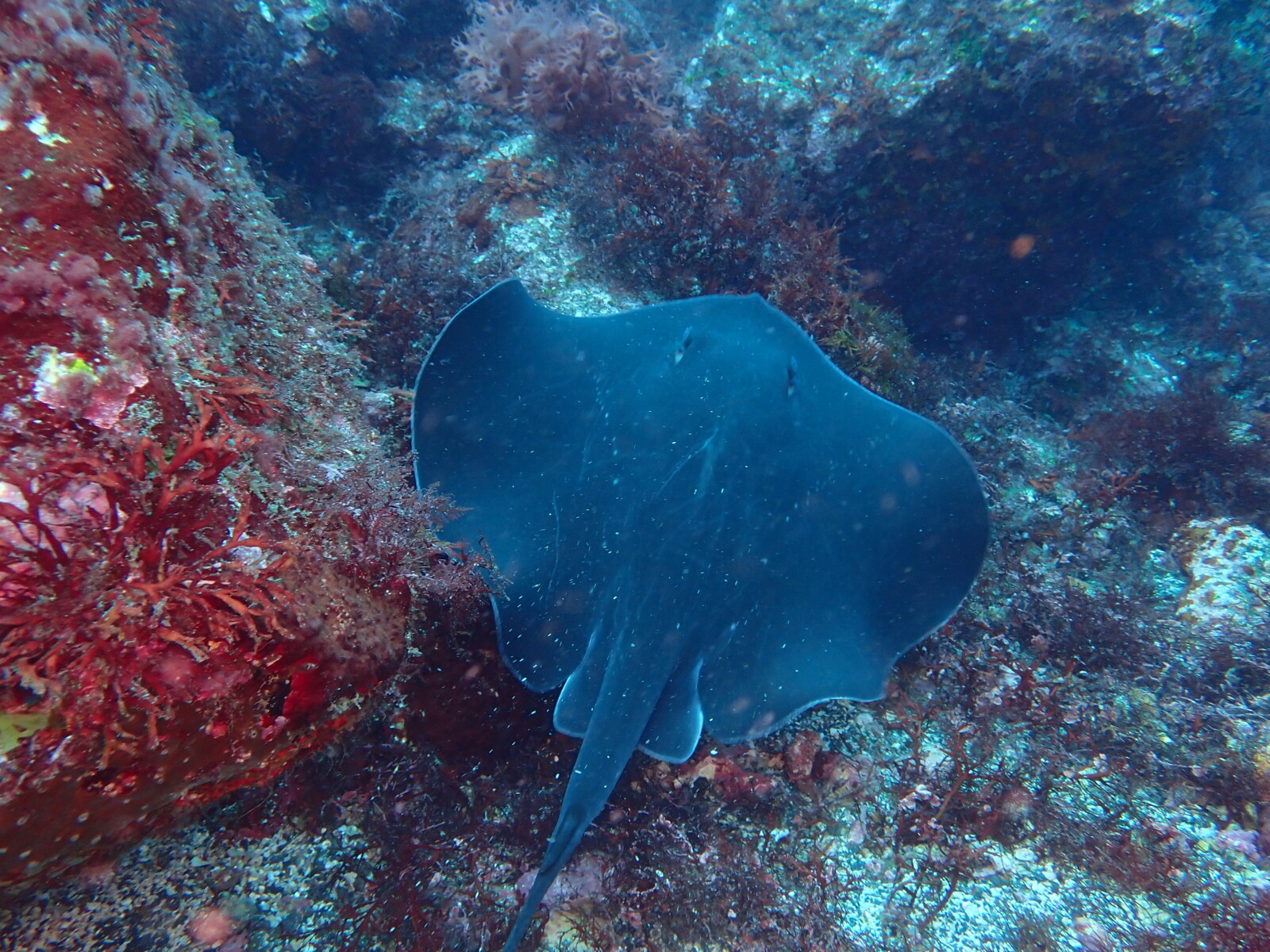 伊豆海洋公園　トビエイ