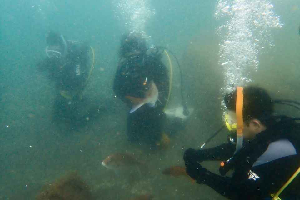 大瀬崎湾内で魚たちに囲まれながら水中観察を楽しむ体験ダイビングゲスト