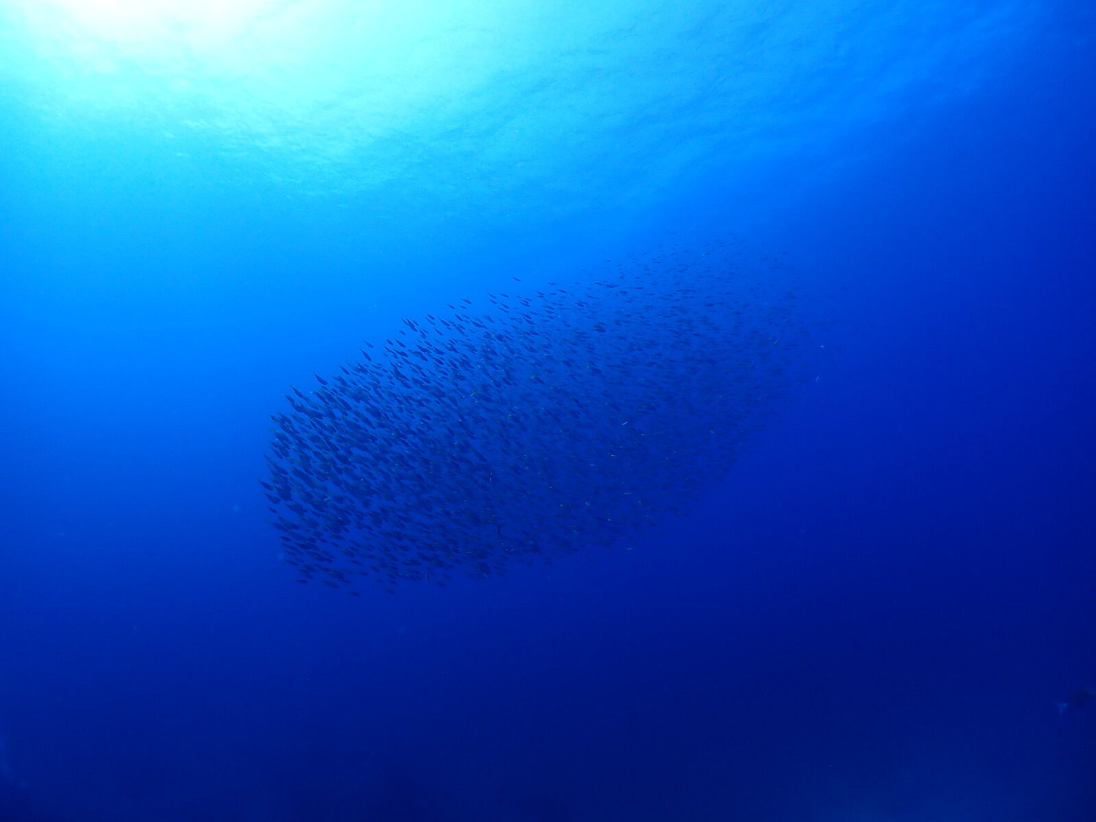 伊豆の海で見られる魚群トルネードと青い海
