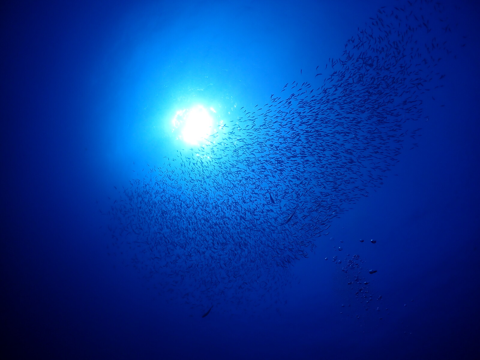 伊豆の青い海で舞う魚群のトルネード