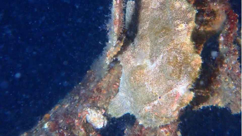 大瀬崎ナイトダイビングで海中の構造物に溶け込む生き物