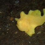 ２０２５年９月１３日の静岡ダイビング伊豆ダイビングの聖地大瀬崎の海