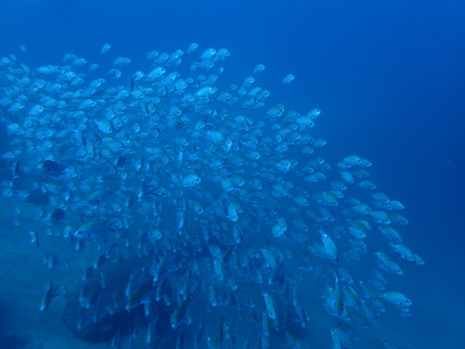 雲見ダイビングで見られる魚影の濃い群れ