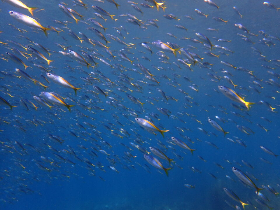 土肥ダイビングで見られる魚影の濃い群れ