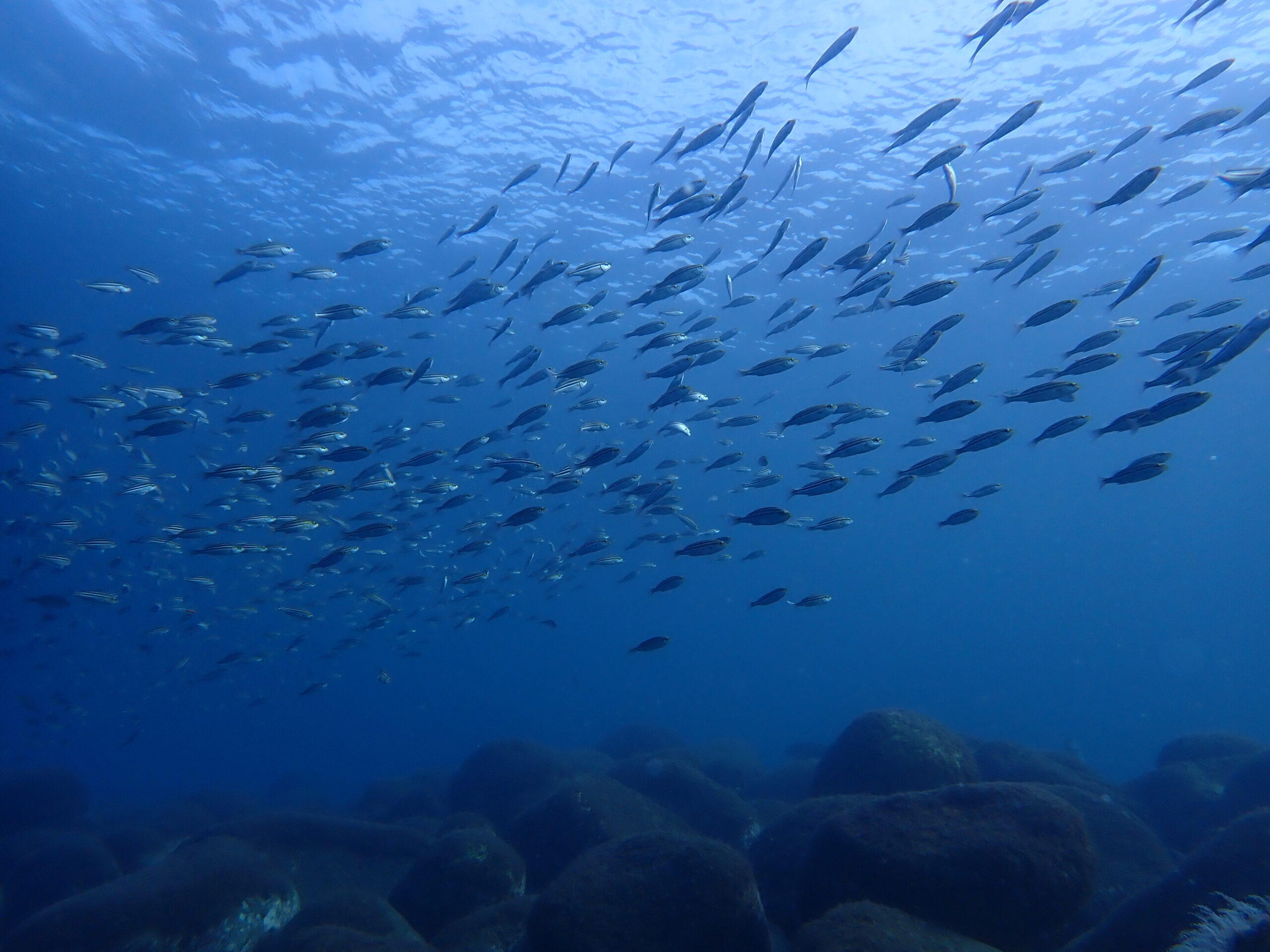富戸ダイビングで見られる魚の群れ