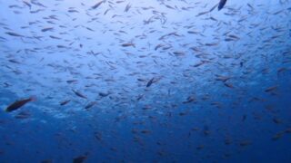井田ダイビング｜夏の海に広がる魚群
