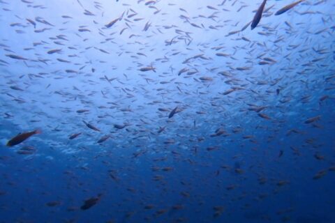 井田ダイビング｜夏の海に広がる魚群