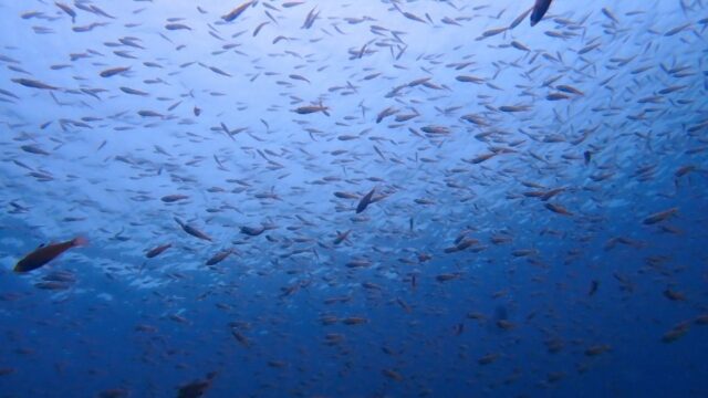 井田ダイビング｜夏の海に広がる魚群