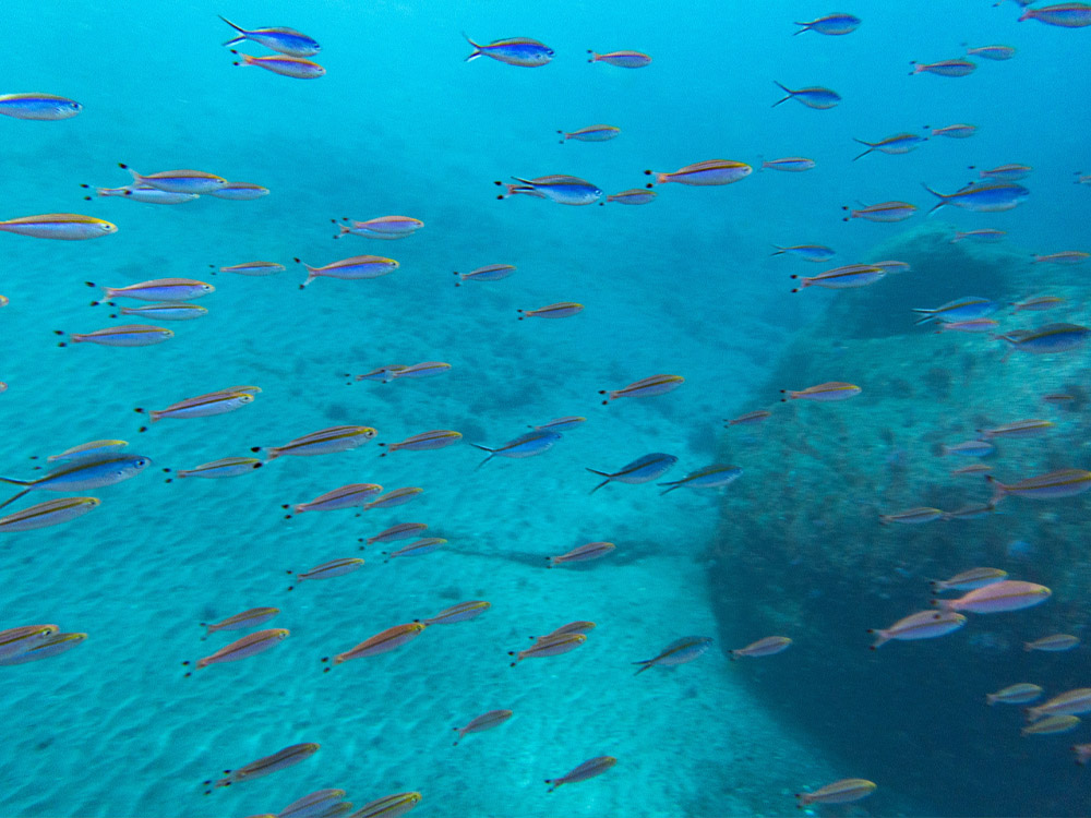 赤沢ダイビングで見られる魚の群れ