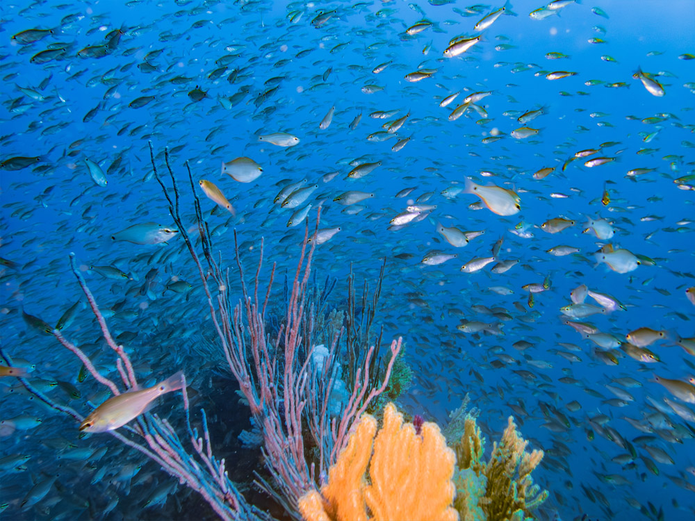 熱海ダイビングで見られるソフトコーラルと魚影