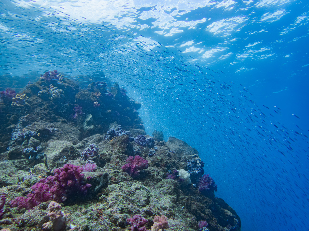 熱海の青い海とソフトコーラルの水中風景