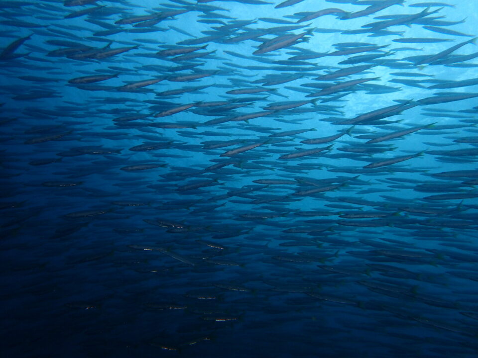 浮島カマガ根で出会ったカマスの群れ