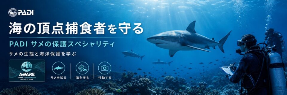 サメの生態と海洋保護を学ぶPADIサメの保護スペシャリティコースのイメージ画像