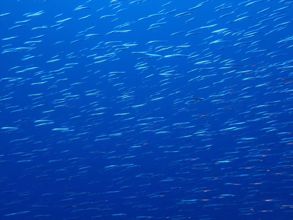 富戸の青い海で泳ぐ魚たち