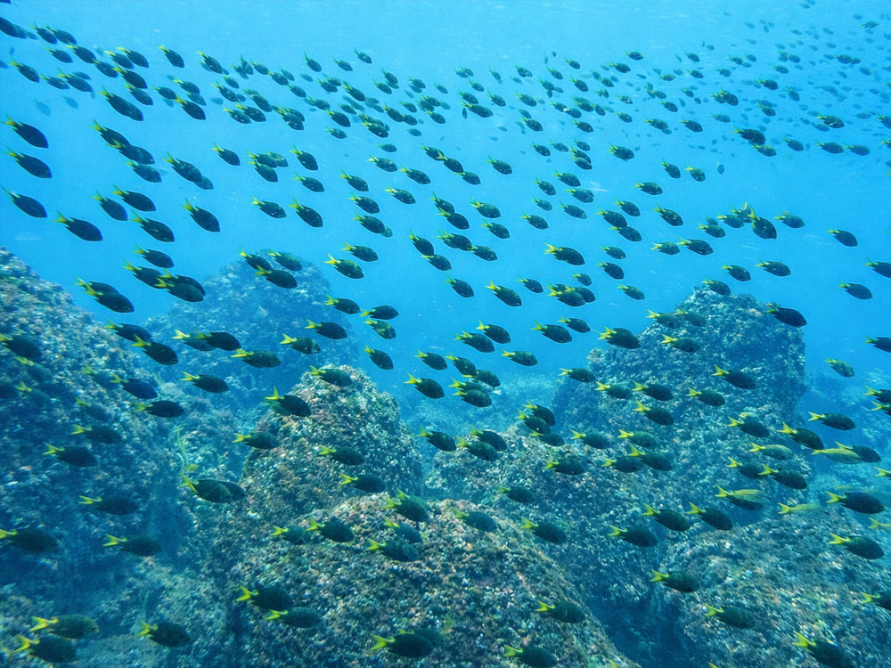 八丈島ダイビングで見られる魚の群れ
