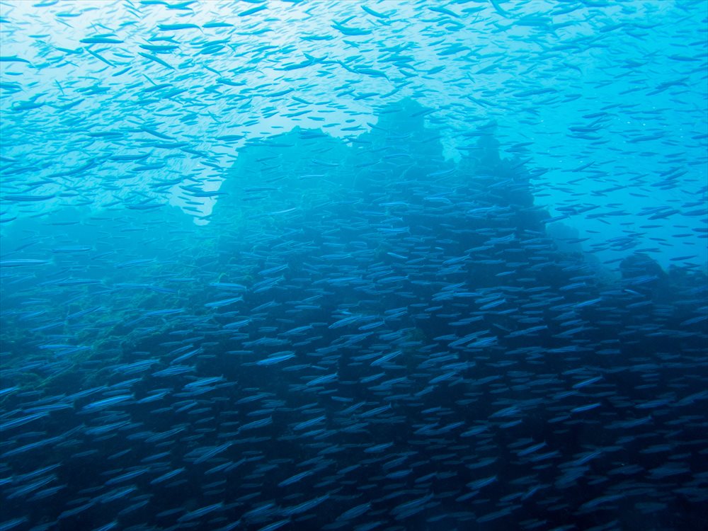 伊東ダイビングで見られる魚の群れ