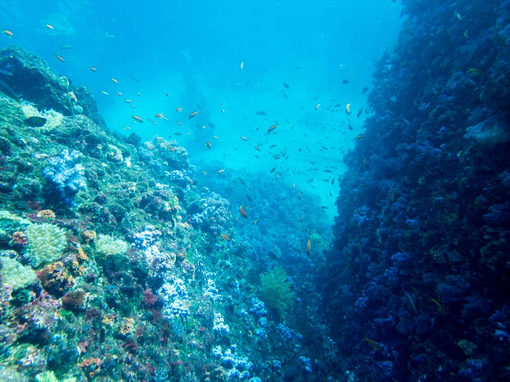 伊東の水中地形と魚たち