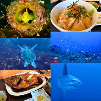 伊豆の海で見られる生き物や水中景色、地元の食事をまとめたダイビング紹介画像