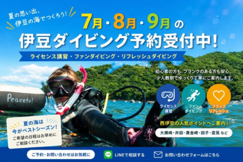 7月・8月・9月の伊豆ダイビング予約受付中。ライセンス講習、ファンダイビング、リフレッシュダイビングを案内するPeacefulの夏向けバナー。
